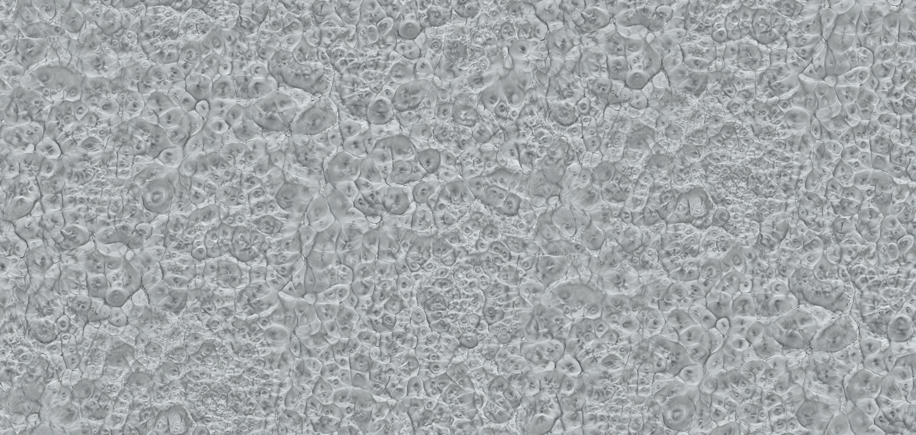 WPC Wandpaneele 52807 Stein Dekor